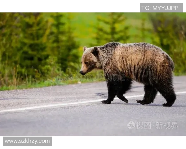 灰熊栖息地与行为研究：探索北美最大的陆地食肉动物生活习性